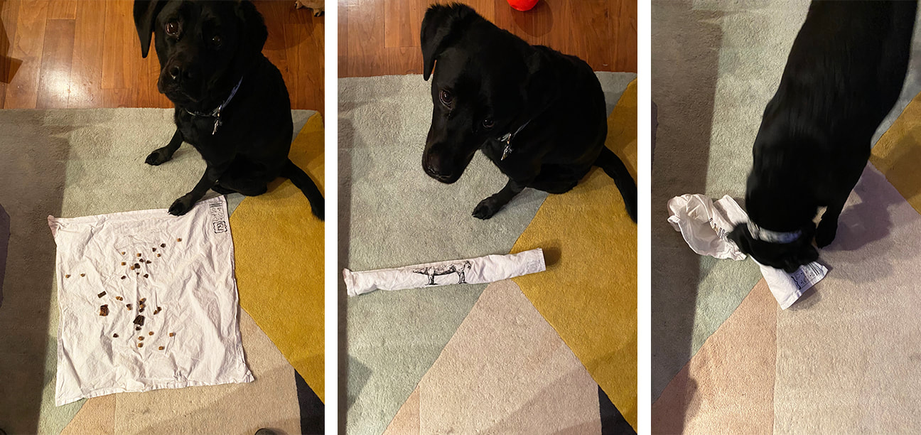 The Best Dog Enrichment Toy Is a Rolled-up Towel Filled With Treats