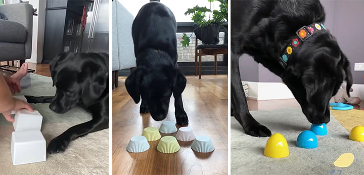 Dog Games to Keep Your Pooch Busy! - Blog